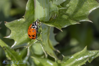 Asian Ladybug April 2025
